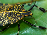 Yallow_elephant_bug_00