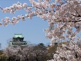 Google 推出街景旅遊導覽，首推日本櫻花季