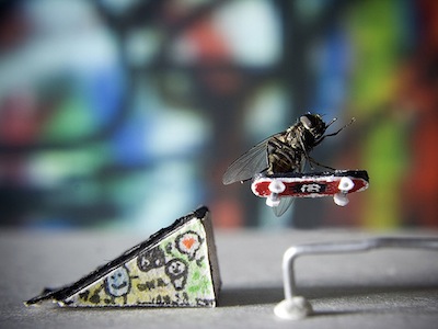 沒有 PS 的創意攝影：蒼蠅演出的趣味照片，可愛到讓你不再討厭它