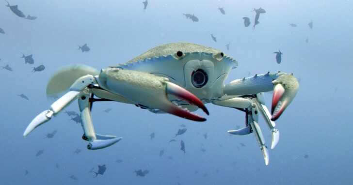 間諜機器人深入海洋！BBC Earth自然紀錄片《深海間諜》將全新方式窺探海洋世界