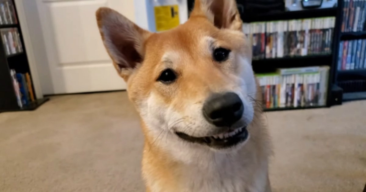 柴犬也略懂打紅白機,還將參加AGDQ 2024 遊戲速通大會展示「最速通關」連打技