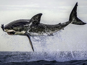連鯊魚也敢耍！攝影師用假餌拍出鯊魚躍龍門高難度動作
