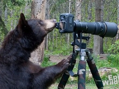 當黑熊遇到相機，是想當攝影師？還是直接蹂躪下去？