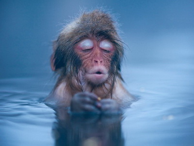 泡湯這麼爽嗎？這些日本雪猴的舒服表情實在太有戲了！
