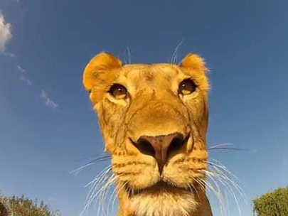 獅子「咬」走 GoPro 攝影機，到底會拍出什麼影片呢？