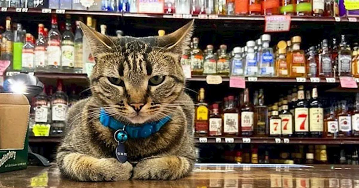 自駕車撞死「貓市長」惹眾怒！Waymo 演算法被轟：連貓都躲不掉？