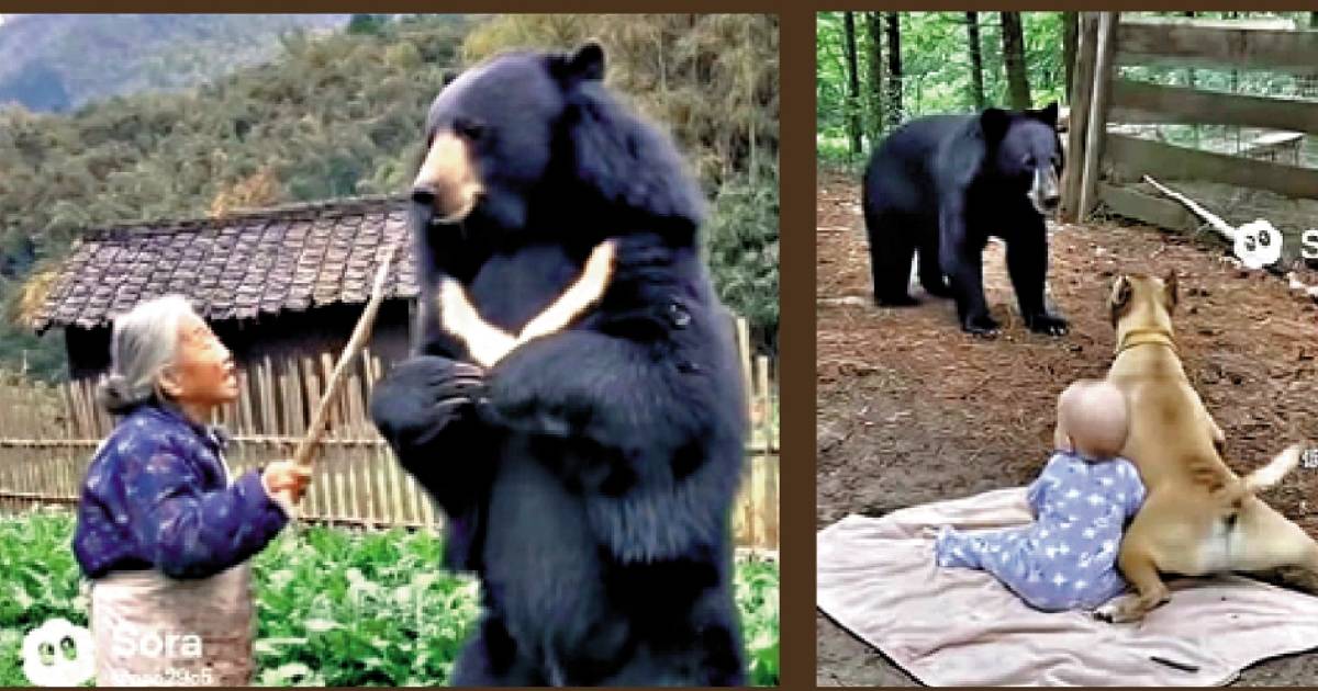 AI熊害影片瘋傳！女高中生赤手搏熊？專家：別鬧了，會出事！