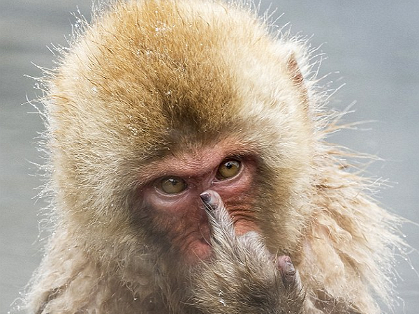 芬蘭攝影師到日本拍攝彌猴出浴，結果猴子對他比了這個手勢