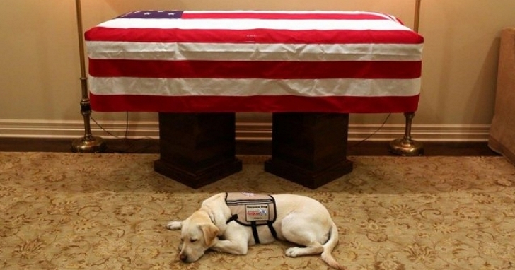 雖然老布希過世，但他的愛犬仍長伴左右