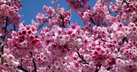 旅遊補助要來了！春遊方案每人可補 500 元、特定地區最多可補 1,500 元