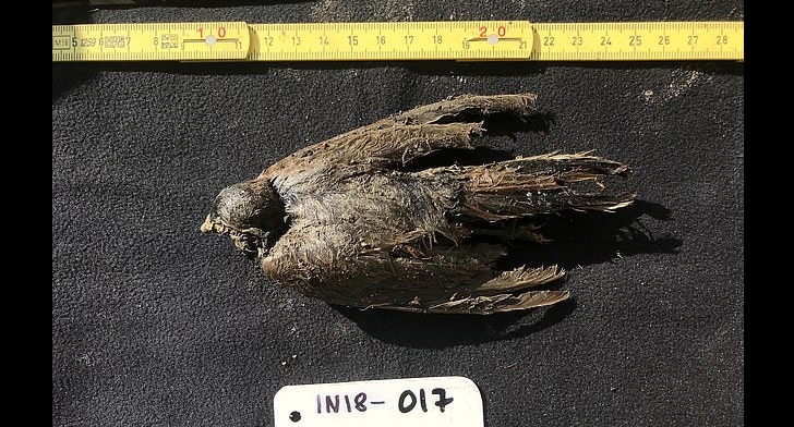 「永凍鳥」出土！西伯利亞偏鄉挖出距今 4 萬 6 千年前的遠古鳥遺骸