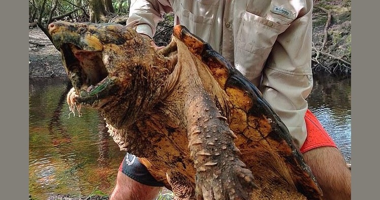 史上最大「鱷龜」現身佛羅里達州！重量高達 100 磅、兇猛如肉食性恐龍