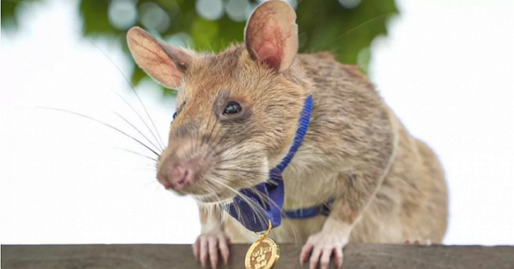 一隻非洲巨鼠獲頒勇敢勛章，因為牠獨力發現了39枚地雷