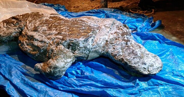 史前動物披毛犀在俄永久凍土層被發現：屍體幾乎保存完整