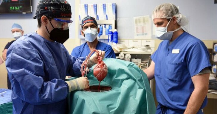 美國成功為心臟病患者移植豬心臟，基因編輯技術幫助患者不擔心「無心」可用