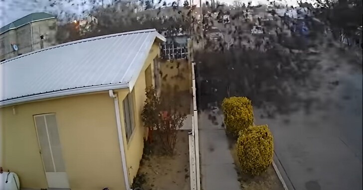 監視器畫面如恐怖電影特效！上百隻鳥瞬間從天而降衝擊小屋，其中一些墜落死亡
