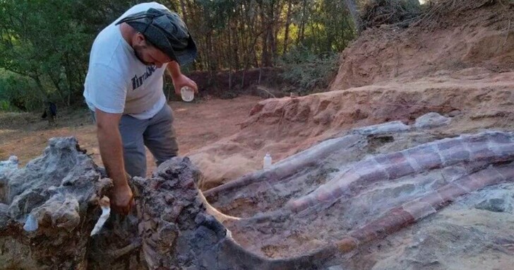葡萄牙一男子擴建自家後院花園，意外發現歐洲最大的蜥腳類恐龍骨骸化石