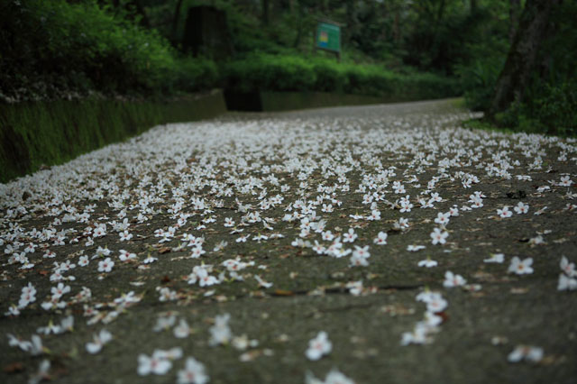 拍出桐花五月雪（番外篇）：地點與基礎知識 T客邦