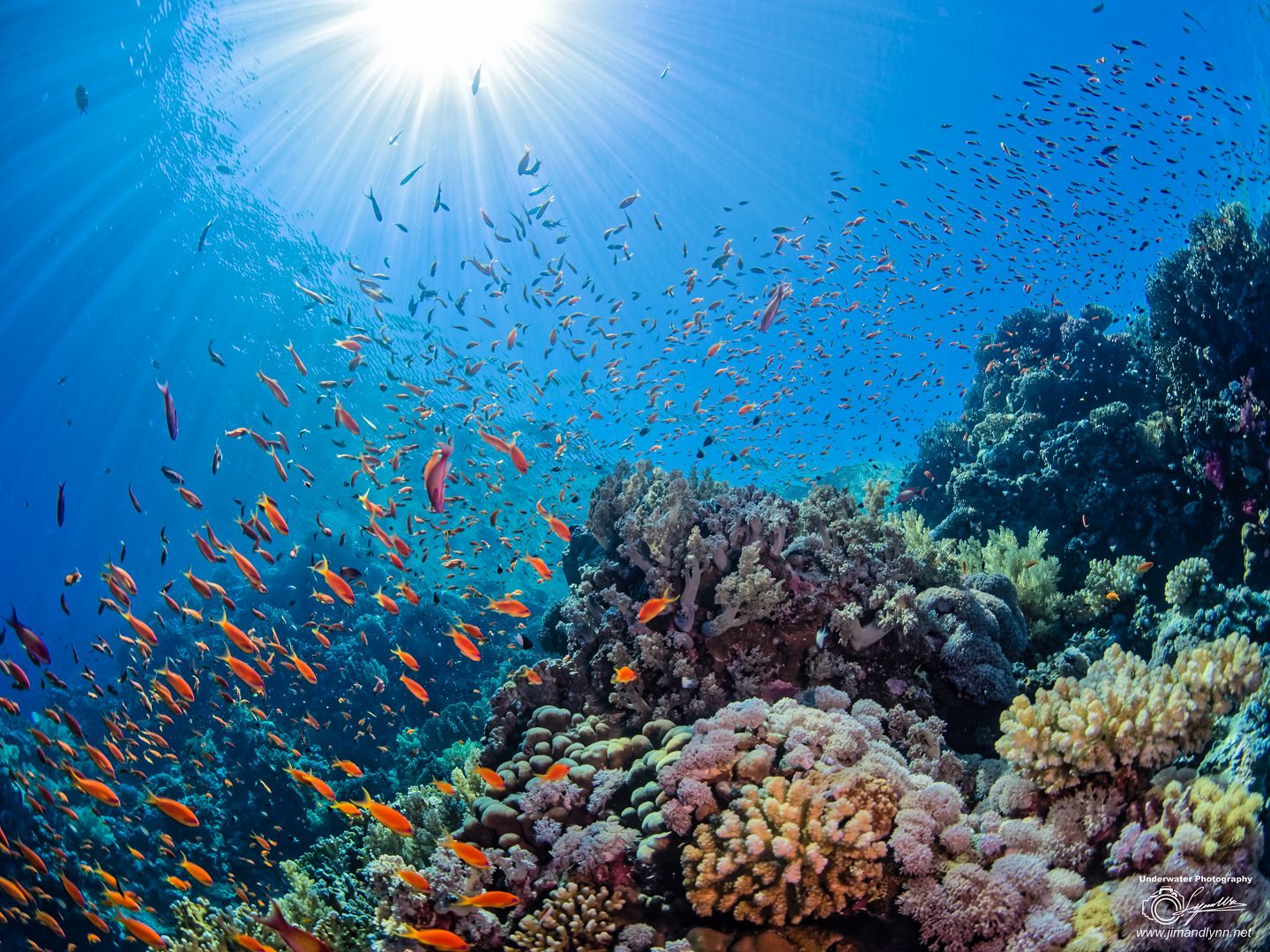Жизнь морского океана. Биологические ресурсы океана. Мир океана. Под морем. Богатство морей и океанов.