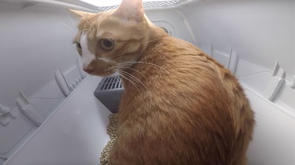 貓奴商機正夯！LuluPet 全球首創AI 智慧貓砂盆