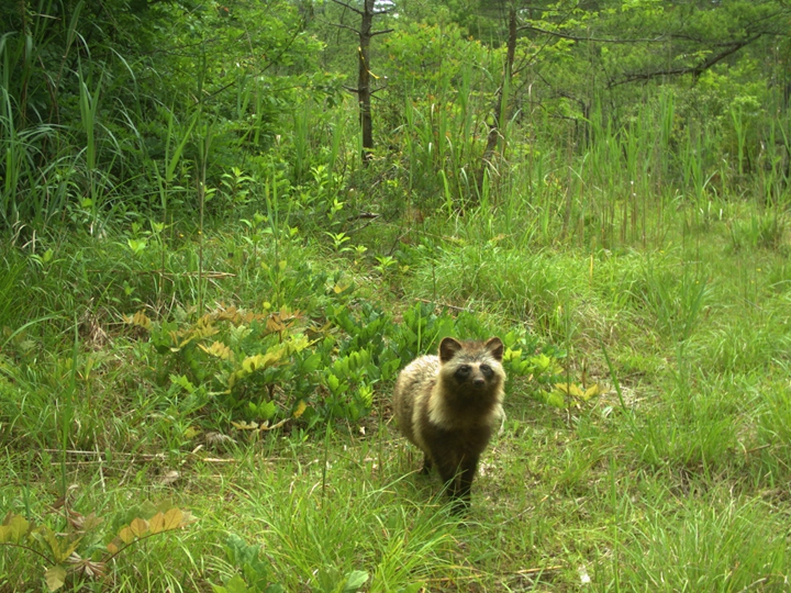 核洩露十年後的日本福島：從禁區變野生動物「天堂」