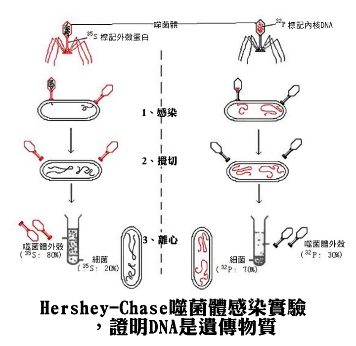 病毒也不全是惡魔 這款病毒是個 殺菌戰士 T客邦