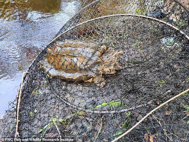 上周，FWC 研究人員在新河邊布網，捕獲了三隻體型龐大的蘇旺尼鱷龜。