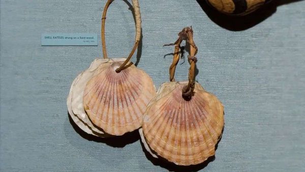美國自然歷史博物館展出的貝殼｜amnh.org