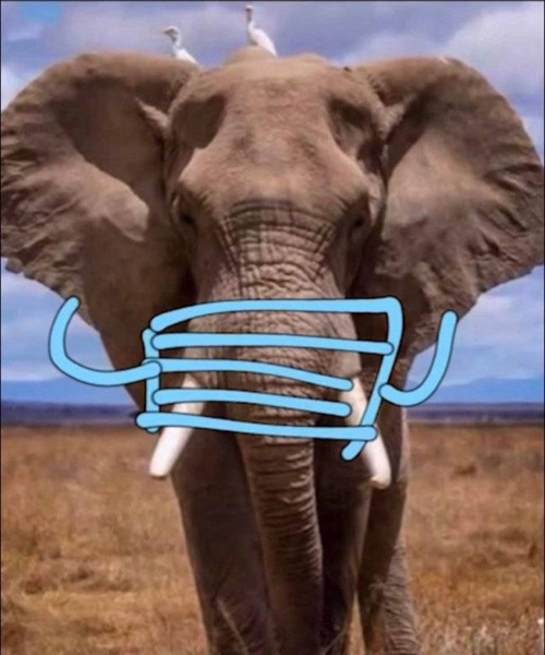 居家隔離太無聊，國網民社群開始流行在網路上用一塊錢買「野生大象」