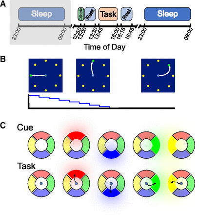 你在睡覺時大腦真的在在自動習！首次人類實驗實：加速1-4倍重