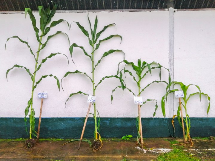 從左到右，玉米含：生物+肥料、僅生物、僅肥料對照。圖片來源：NetZero 官網