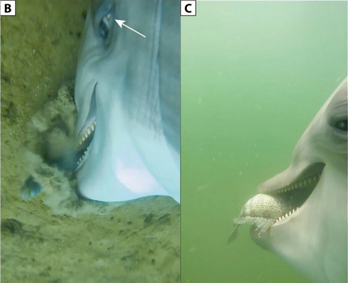 科家利用攝影機進行海豚研究，記錄下從未見過的捕食畫面