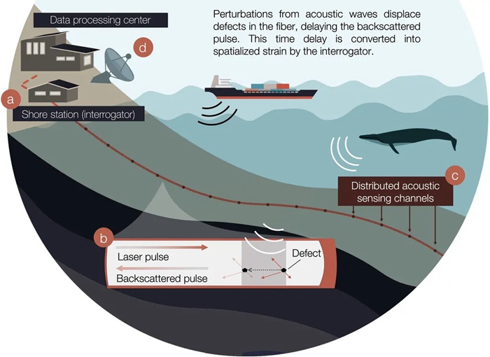 海底光纖電纜除了幫我們傳輸資料之外，科家還利用它來「竊聽」鯨的秘密生活