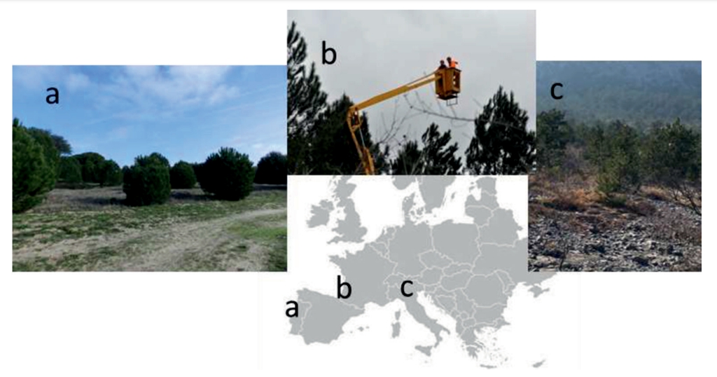 圖 1：研究地點情況、a：葡萄牙松樹林、b：法國松樹林、c：義大利黑松林