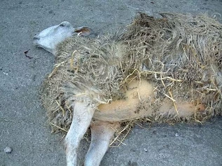圖為一隻北羅納德賽綿羊因銅金屬毒而導致慢性亡。(圖片來源:mail online)