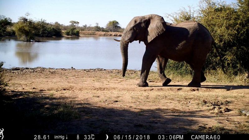攝影機記錄的大象靜態圖像。圖片來源：Liana Zanette / 西部大