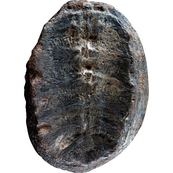 小海龜殼化石暱稱「Turtwig」（草苗龜）有寶可夢角色特性，連科學家都被騙誤認為植物化石！