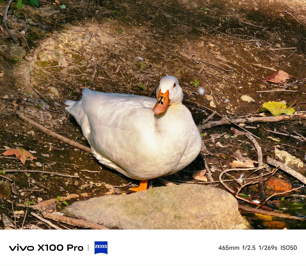 vivo X100 Pro 攝日旗艦實測，不只是手機、更是萬能隨身相機