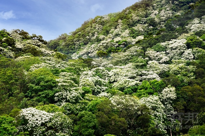 每年春夏交替之際，便可見油桐花盛開在台灣北部的山林之間，像雪一樣染白山，十分壯觀。