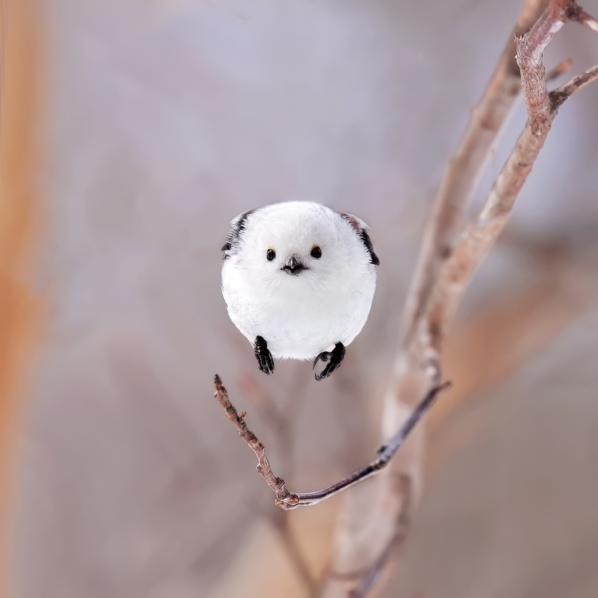 有雪之妖精可愛別稱的長尾山雀，也是一種飛行速度十分快速的小型鳥類，尤其這張又是朝鏡頭方向飛來。通常拍攝前、後遠近快速移動的物體，對相機的對焦系統是很大的考驗，而α9 III面對這樣的情況，它的 AI 自動對焦表現仍然不會讓人失望。（Sony α9 III + SEL300F28GM，F4、1/4000s、ISO 800）（看大圖）