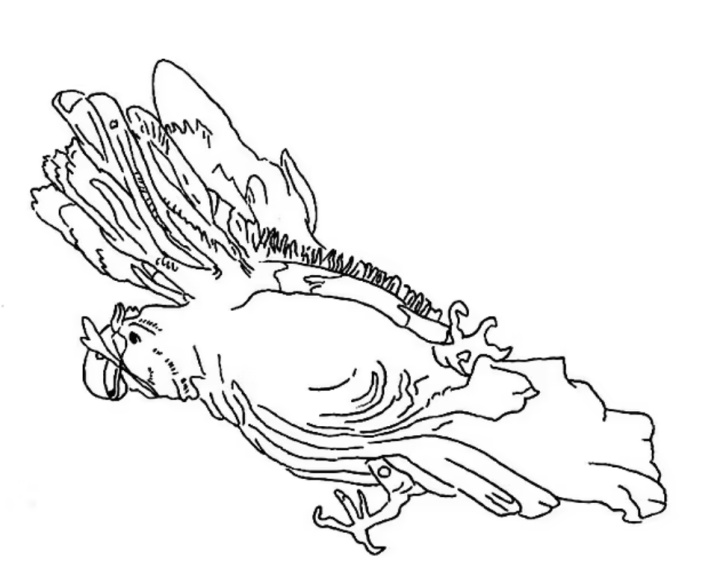 該圖為鸚鵡地畫輪廓的素描圖。(圖片來源：George J. Haas)