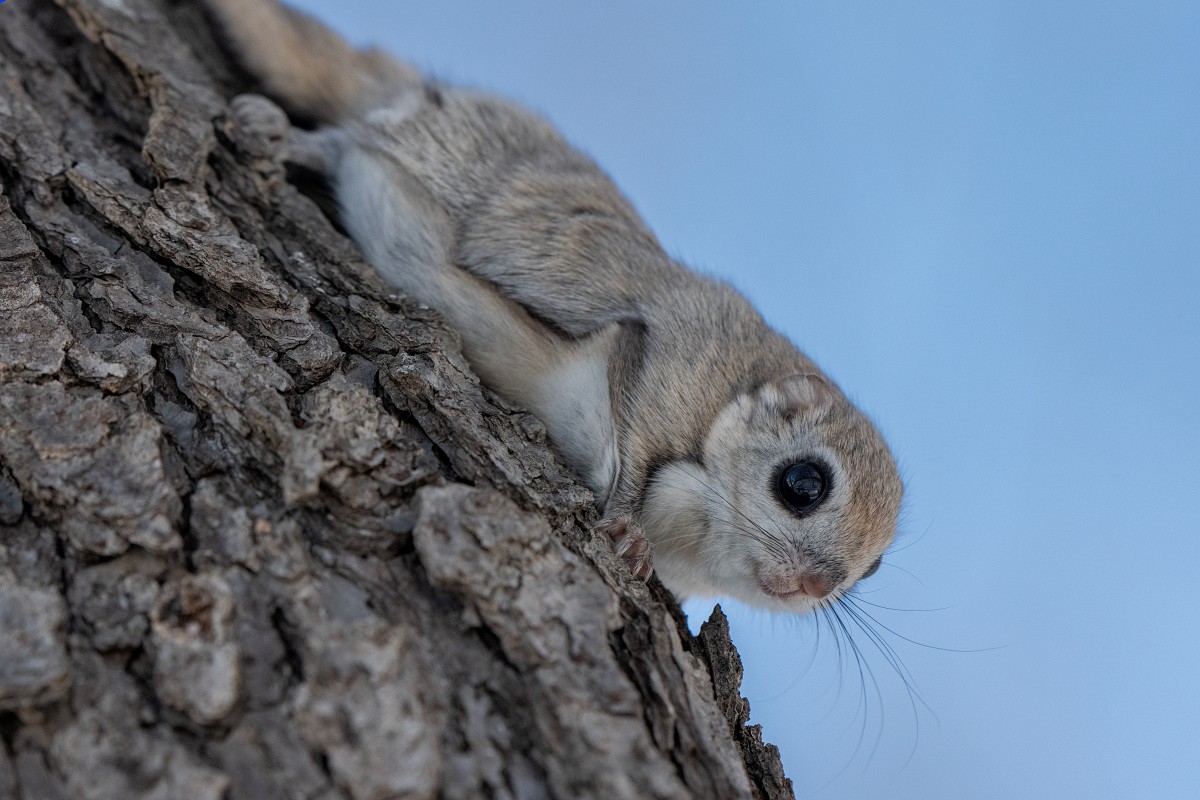 Sony α1 II + SEL400F28GM，F4、1/2500s、ISO 800（看大圖）