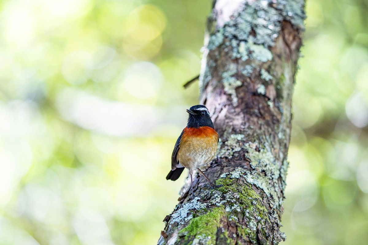 Sony α9 III + SEL400800G，400mm、F6.3、1/640、ISO 4000，紅胸啄花（看大圖）