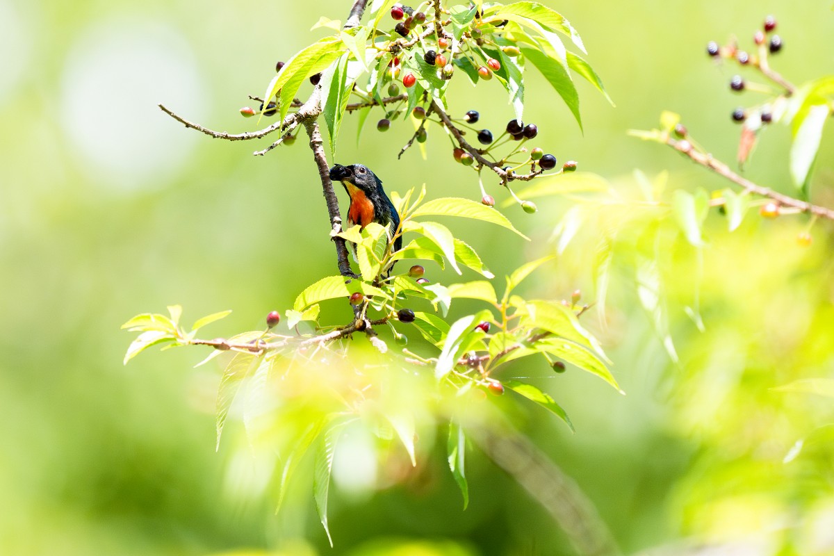 Sony α9 III + SEL400800G，800mm、F8、1/2500、ISO 3200，紅胸啄花（看大圖）