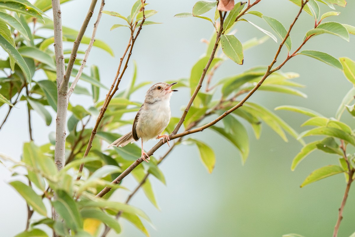 Sony α1 II + SEL400800G，800mm、F8、1/2500、ISO 2500，褐頭鷦鶯（看大圖）