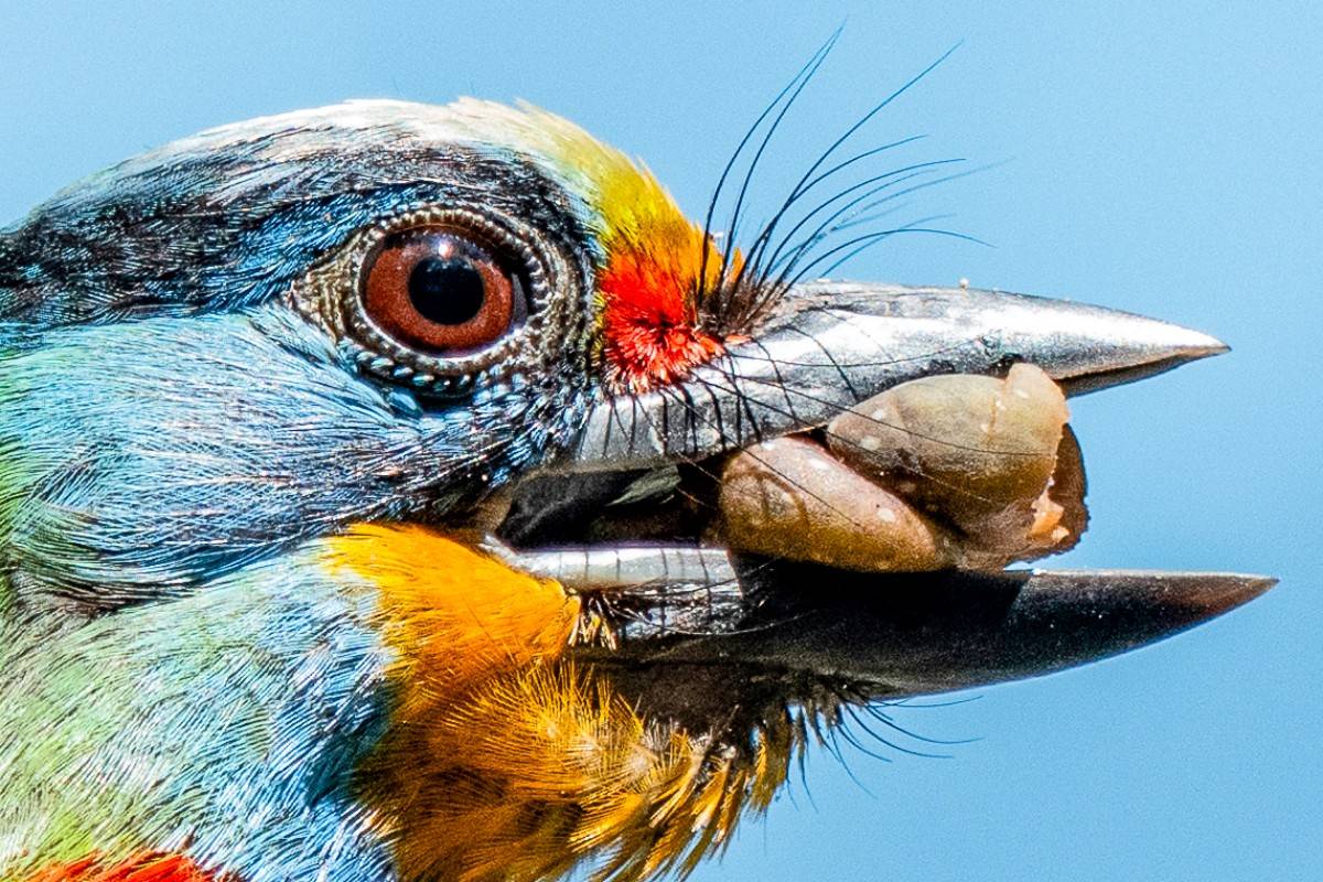 從低光到長焦全滿足，Sony SEL300F28GM + SEL400800G 打造全能飛羽攝影組合！