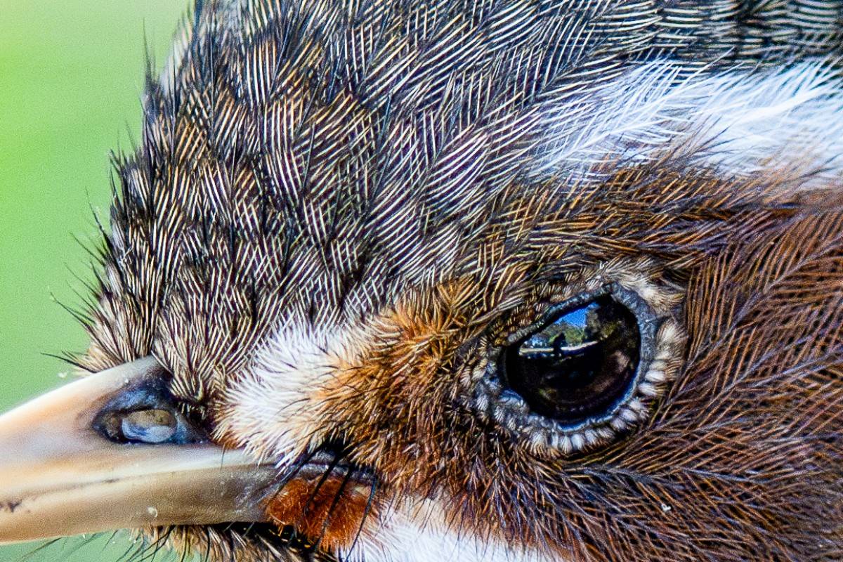 從低光到長焦全滿足，Sony SEL300F28GM + SEL400800G 打造全能飛羽攝影組合！