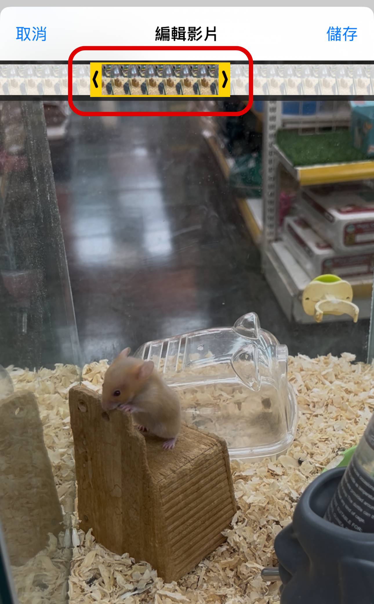 iPhone 隱藏神技！免裝 App，一鍵把你的影片變成 GIF 動圖