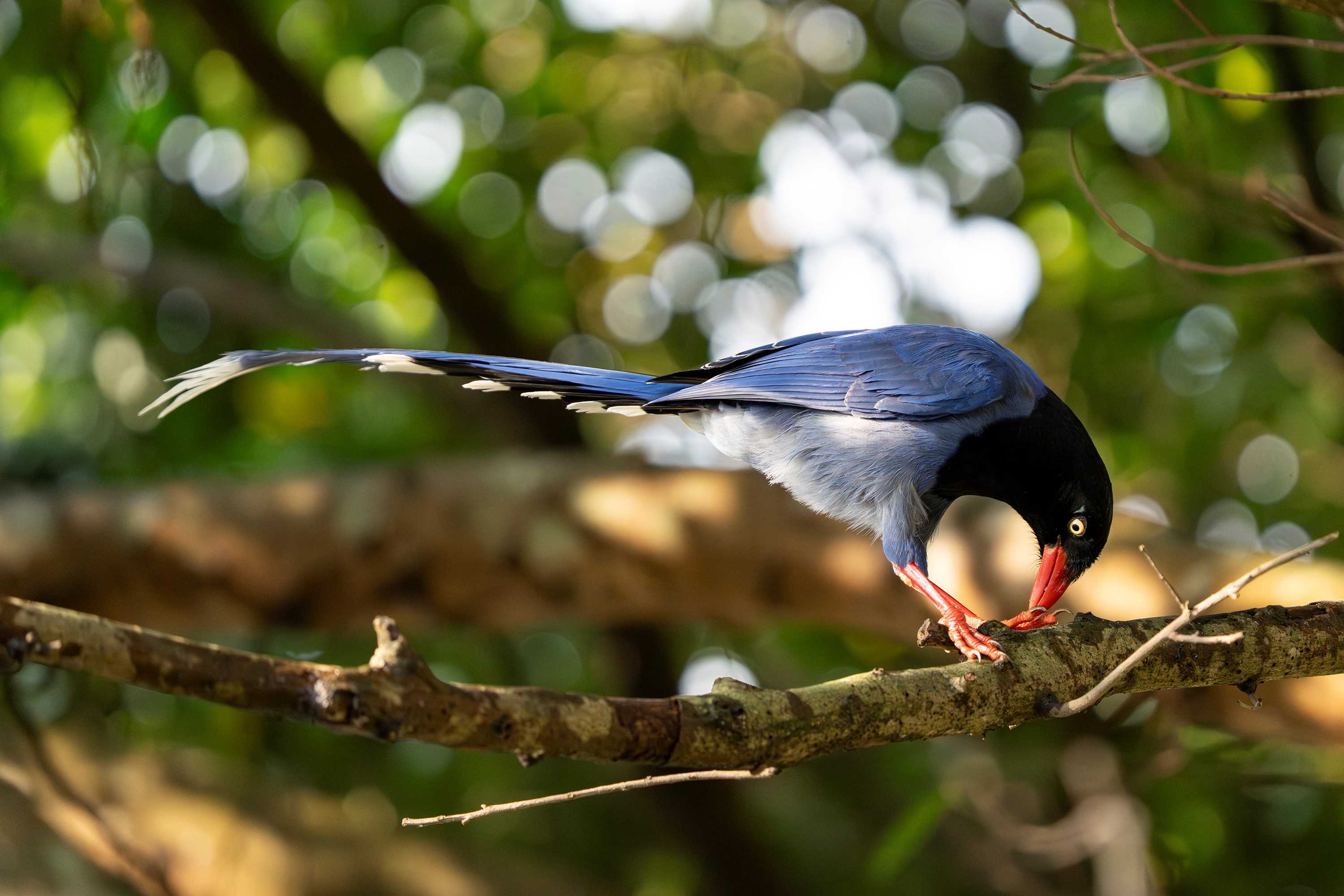 探尋山林原野間的飛羽身影，攝影師蘇亮宇與 ZEISS SFL 50 雙筒望遠鏡的深度對話