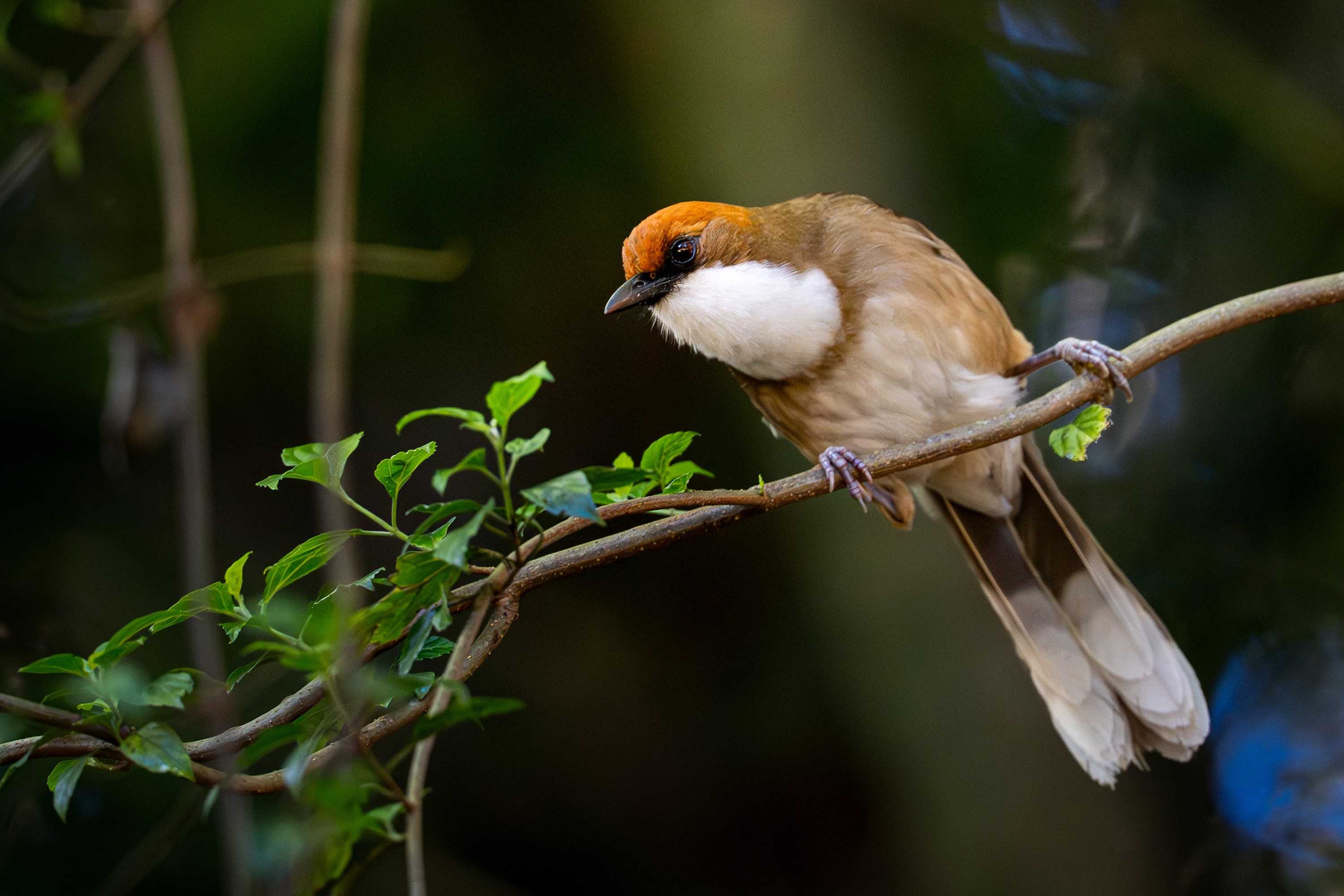 探尋山林原野間的飛羽身影，攝影師蘇亮宇與 ZEISS SFL 50 雙筒望遠鏡的深度對話